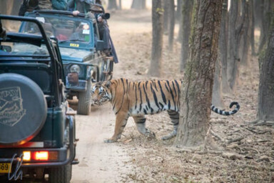 6 Days Golden Triangle Tour with Ranthambore