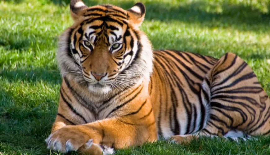 Ranthambore tiger tour
