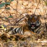 Ranthambore National Park with Great Tour India