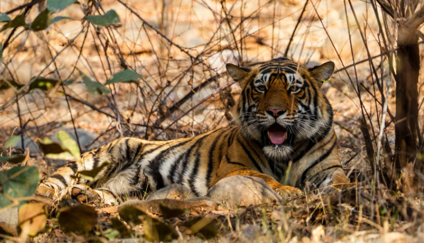 Ranthambore National Park with Great Tour India