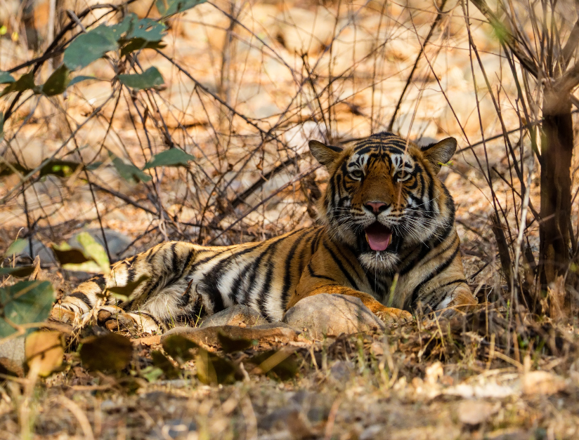 Ranthambore National Park with Great Tour India