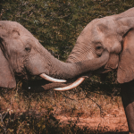 Everything You Need to Know Before Visiting Jim Corbett National Park