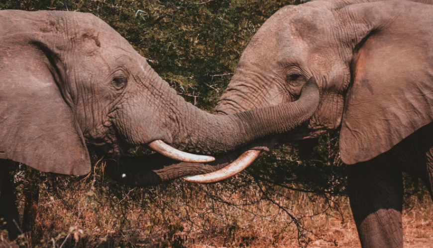 Everything You Need to Know Before Visiting Jim Corbett National Park