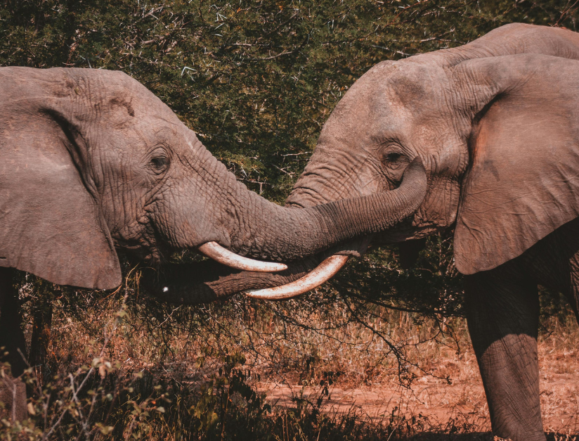 Everything You Need to Know Before Visiting Jim Corbett National Park