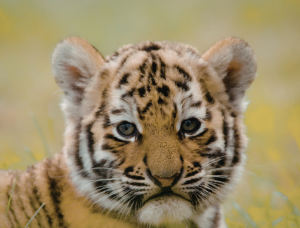 Golden Triangle Tour with Ranthambore — Wildlife + Heritage Package